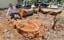 Chặt bán nhiều cây lớn ở trụ sở trước khi sáp nhập: Chuyển cơ quan điều tra nếu vi phạm