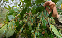 Vì sao châu chấu "đổ bộ" bất thường dày đặc tại Quảng Bình?