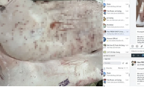 Chủ tịch UBND tỉnh Hậu Giang chỉ đạo "nóng" sau vụ C.P. Việt Nam bị "tố" bán thịt heo bệnh