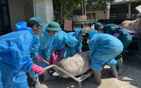 Dịch tả heo châu Phi bùng phát ở Quảng Ngãi