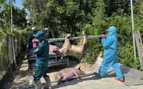 Dịch tả lợn châu Phi bùng phát, Quảng Ngãi thông báo đến từng hộ dân