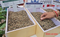 Giá cà phê hôm nay 16-7: Đảo chiều vội vàng do đâu?