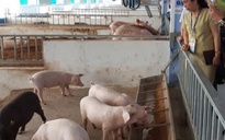 Huế khuyến cáo nóng trước tình hình dịch tả heo châu Phi lan rộng ở miền Trung