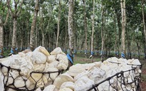 Lợi nhuận VRG tăng 31,5%, đạt hơn 2.500 tỉ đồng