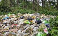 CLIP: Rừng thông Đà Lạt ngập ngụa rác thải