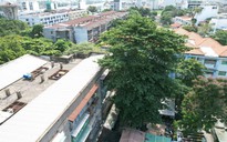Cây cao 20 m ở TP HCM bật rễ, đe dọa nhiều hộ dân