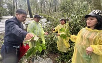 "Quốc bảo" sâm Ngọc Linh bị thiệt hại nặng do mưa bão