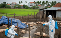Con số khiến ai cũng giật mình khi dịch tả heo châu Phi bùng phát ở Quảng Trị