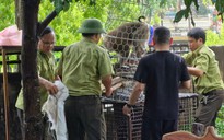 Lực lượng kiểm lâm vây bắt con khỉ tấn công bé gái 10 tuổi