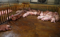 Phát hiện lò chuyên mổ, cung cấp thịt lợn nhiễm virus tả nguy hiểm