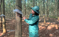 Cuộc sống tốt hơn nhờ cây cao su