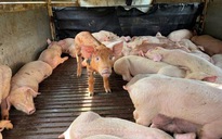 Phía Nam tăng cường chống dịch tả heo châu Phi