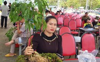 Độc đáo hội thi sâm Ngọc Linh tại TP Đà Nẵng