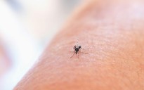 Chikungunya bùng phát ở nhiều nước, Bộ Y tế chỉ đạo khẩn