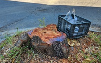 Hàng trăm cây xanh sẽ bị đốn hạ, di dời để cải tạo vỉa hè?