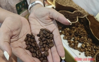 Giá cà phê hôm nay 14-8: Tăng dữ dội