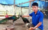 Từ thành công của "vua chim" Gia Lai đến vụ án gà lôi trắng ở Nghệ An