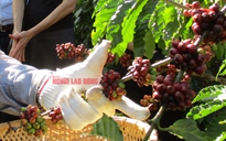 Giá cà phê hôm nay 16-8: Mức tăng khó tin 