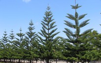 Tiếng Việt giàu đẹp: Hũ mắm treo đầu giàn