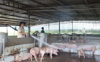 TP HCM: Phát hiện 2 ổ dịch tả heo châu Phi