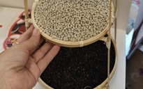 Giá tiêu Đắk Lắk và nhiều địa phương tăng mạnh trở lại