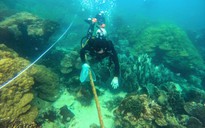 Bảo tồn nghiêm ngặt rạn san hô ở Cồn Cỏ