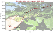 Giá cà phê hôm nay 24-8: Giá thế giới tăng phi mã, trong nước chững lại