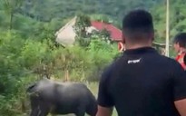 Đang đi chơi trên đường, bé gái 4 tuổi bị trâu húc tử vong