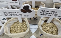 Giá cà phê hôm nay 7-8: Cà phê trong nước vững bước trên 100.000 đồng/kg
