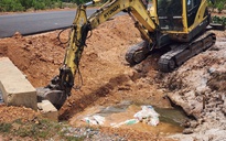 Hàng loạt xác heo chết bị vứt bừa bãi ra môi trường ở Quảng Trị