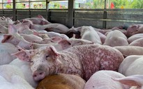 Ngăn chặn kịp thời 220 con heo mắc dịch tả heo châu Phi chuẩn bị tuồn ra thị trường