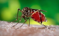 Muỗi truyền bệnh chikungunya lan rộng, Việt Nam có nguy cơ?