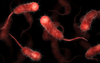  Đắk Lắk: Một người tử vong do nhiễm "vi khuẩn ăn thịt người"