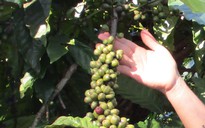 Giá cà phê hôm nay 15-9: Đầu tuần có tăng tiếp?