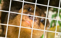 Khởi tố người phụ nữ mang động vật hoang dã quý hiếm từ Quảng Ngãi ra Hà Nội bán