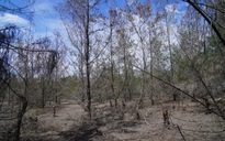 Rừng dương chết hàng loạt, làng ven biển thấp thỏm trước gió cát