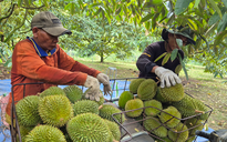 Sầu riêng tăng giá, xuất khẩu rau quả hồi phục