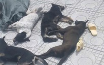 Truy bắt 2 kẻ trộm chó cướp xe máy tại Tây Ninh