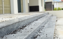 Phường ở Đà Nẵng giải thích lý do xây chợ tiền tỉ xa khu dân cư
