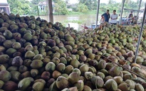 Dừa khô Thái Lan giá rẻ tìm đường đổ bộ sang Việt Nam