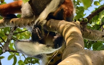 Nhiếp ảnh gia giải cứu voọc chà vá chân nâu mắc kẹt ở Sơn Trà