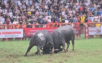 "Ông trâu" số 06 giành chức vô địch lễ hội chọi trâu truyền thống Đồ Sơn 2025