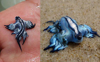 "Sát thủ đẹp nhất đại dương" Rồng Xanh làm chao đảo bờ biển Tây Ban Nha