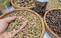 Giá cà phê hôm nay 9-9: Quay đầu tăng vọt