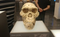 Hai loài người chưa từng biết đã đến lục địa Á - Âu cùng tổ tiên chúng ta