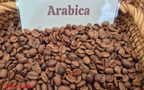 Giá cà phê hôm nay 10-1: Arabica lao dốc