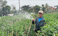 Người trồng hoa Tết xứ Huế: "Trời vẫn thương chúng tôi"