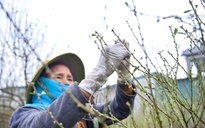 Cả làng rủ nhau ra đồng tuốt lá đào phai, chờ bung nở ngày Tết