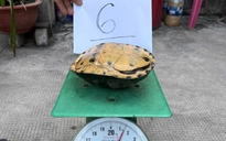 Công an TPHCM bắt giữ nhóm người lẻn vào chùa trộm cắp