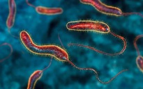 Phát hiện một chất tự nhiên có thể làm teo khối u ung thư